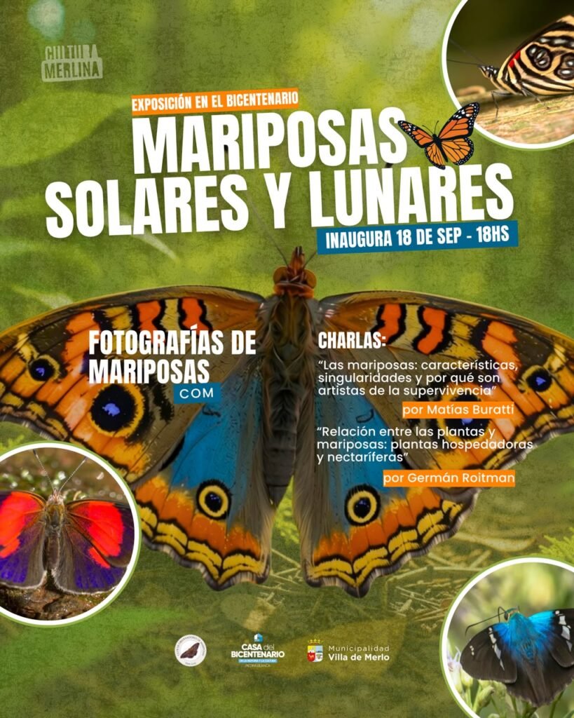 MARIPOSAS SOLARES Y LUNARES